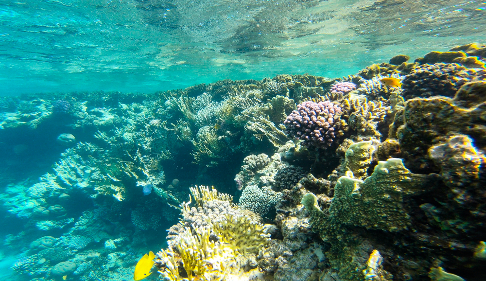 riff in makadi bay