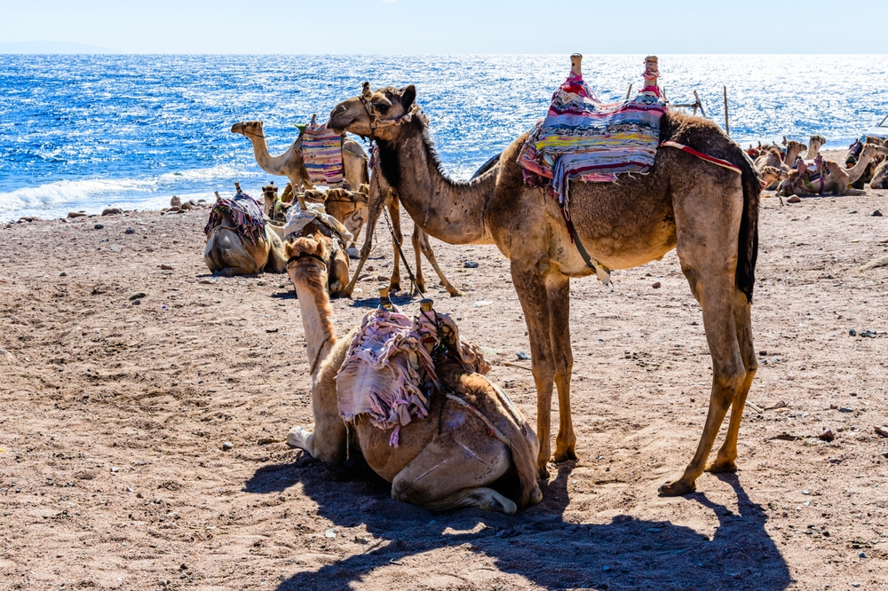 kamelreiten am roten meer