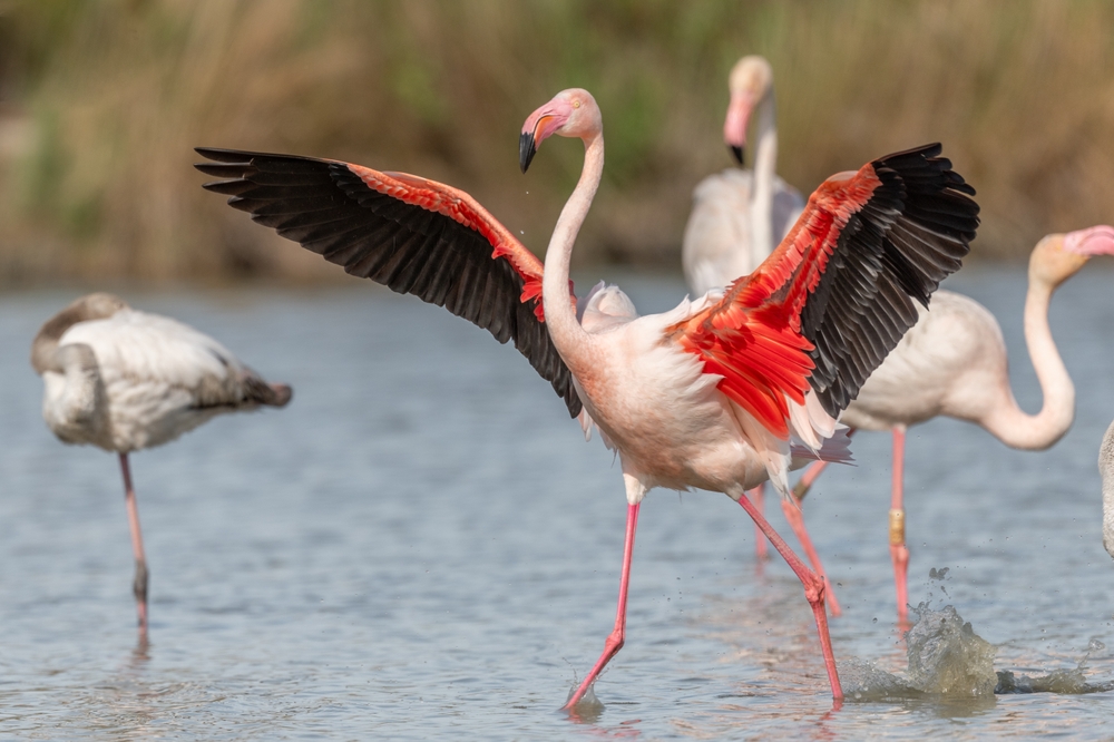 flamingos in der natur