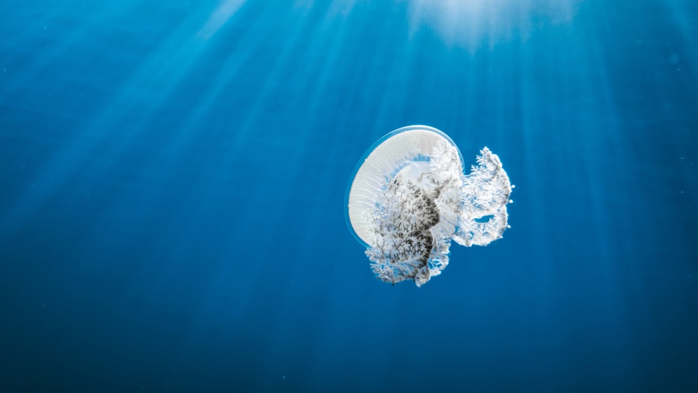 Würfelqualle im Meer